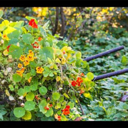 Photo of a beautiful backyard flowering meadow