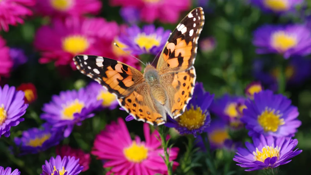 fruit-salads-for-butterflies