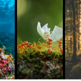 Triptych: Coral, ants, forest.