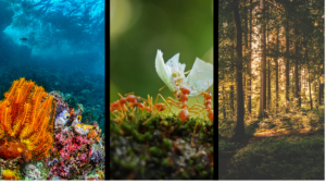 Triptych: Coral, ants, forest.
