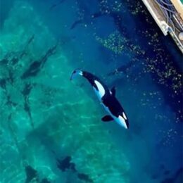 One of the threatened orca whales in the algae-filled tank