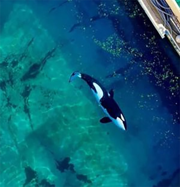 One of the threatened orca whales in the algae-filled tank