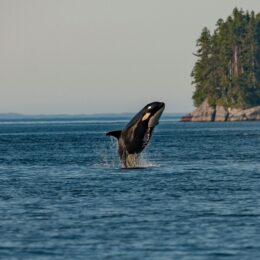 Whale in the wild.