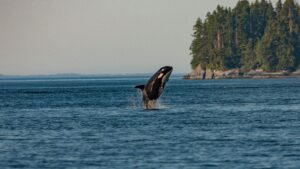 Whale in the wild.