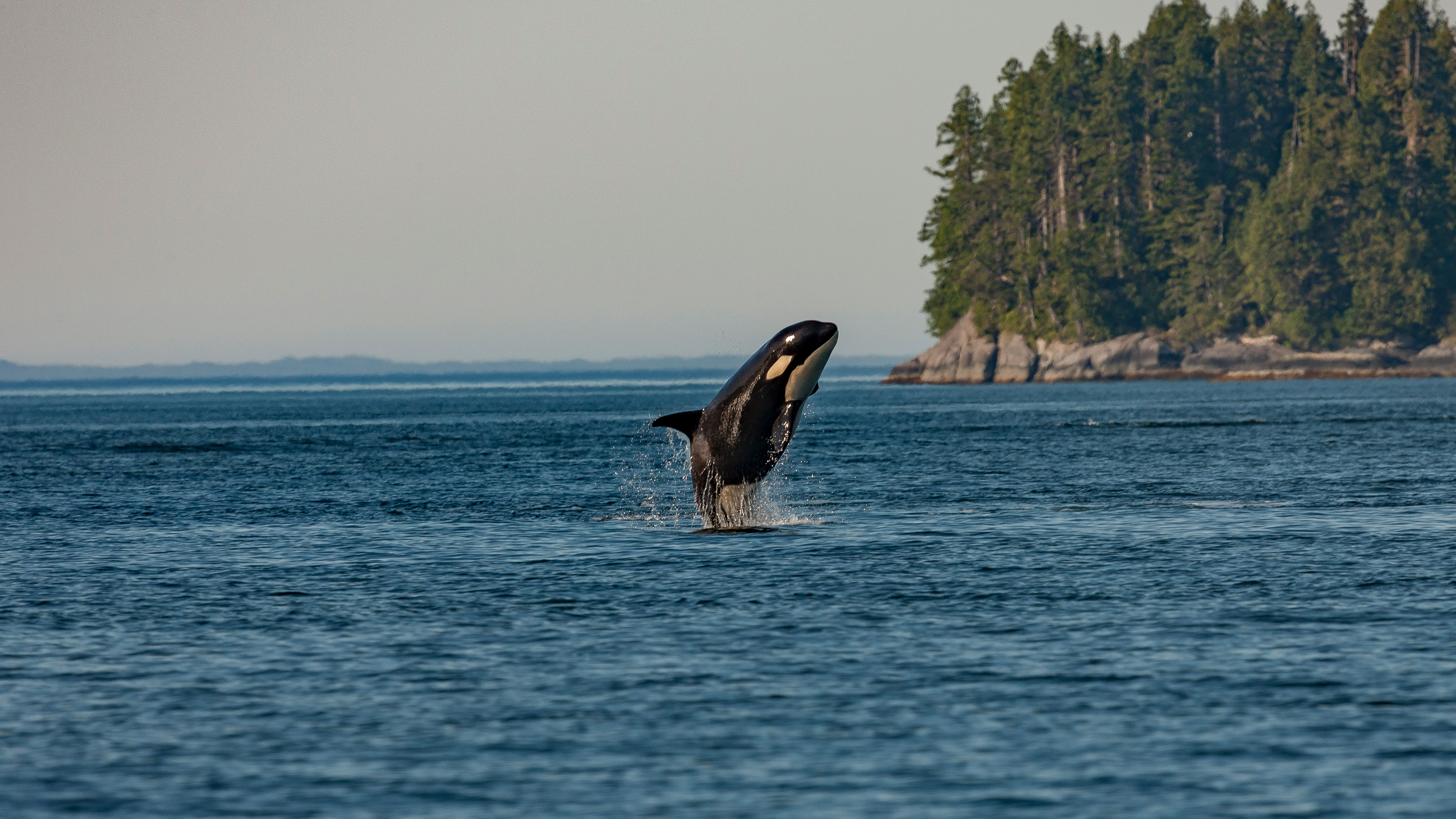 Whale in the wild.