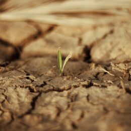 Sprout emerging through dry land