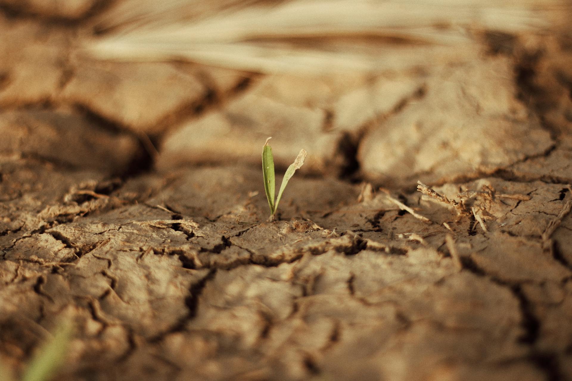 Sprout emerging through dry land