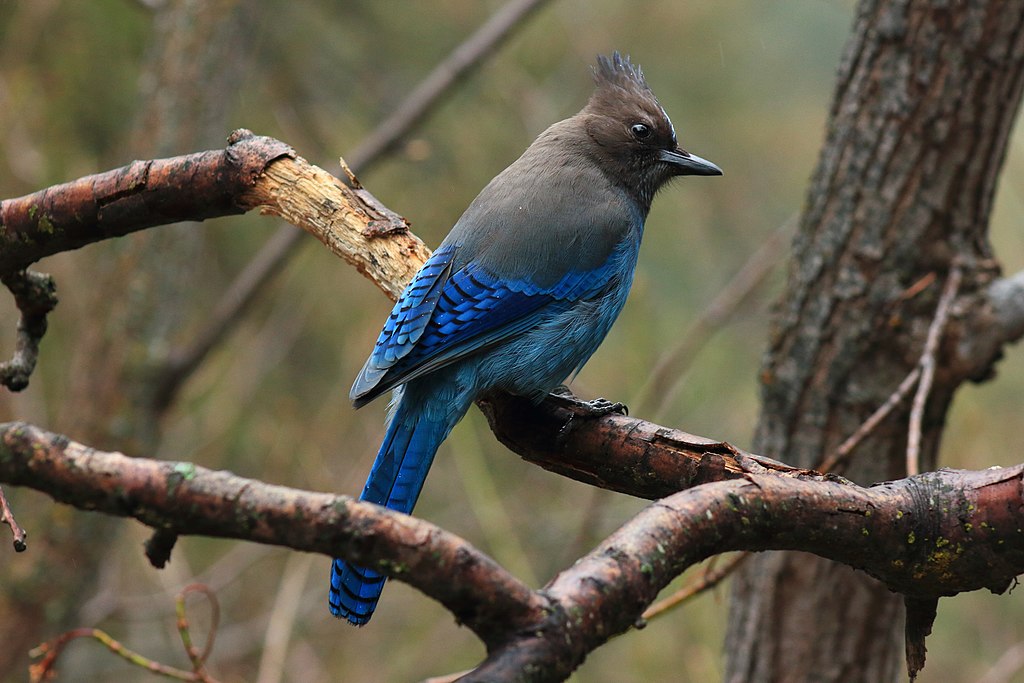 Cyanocitta stelleri at Yosemite National Park