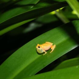 Yellow tree frog on a green leaf