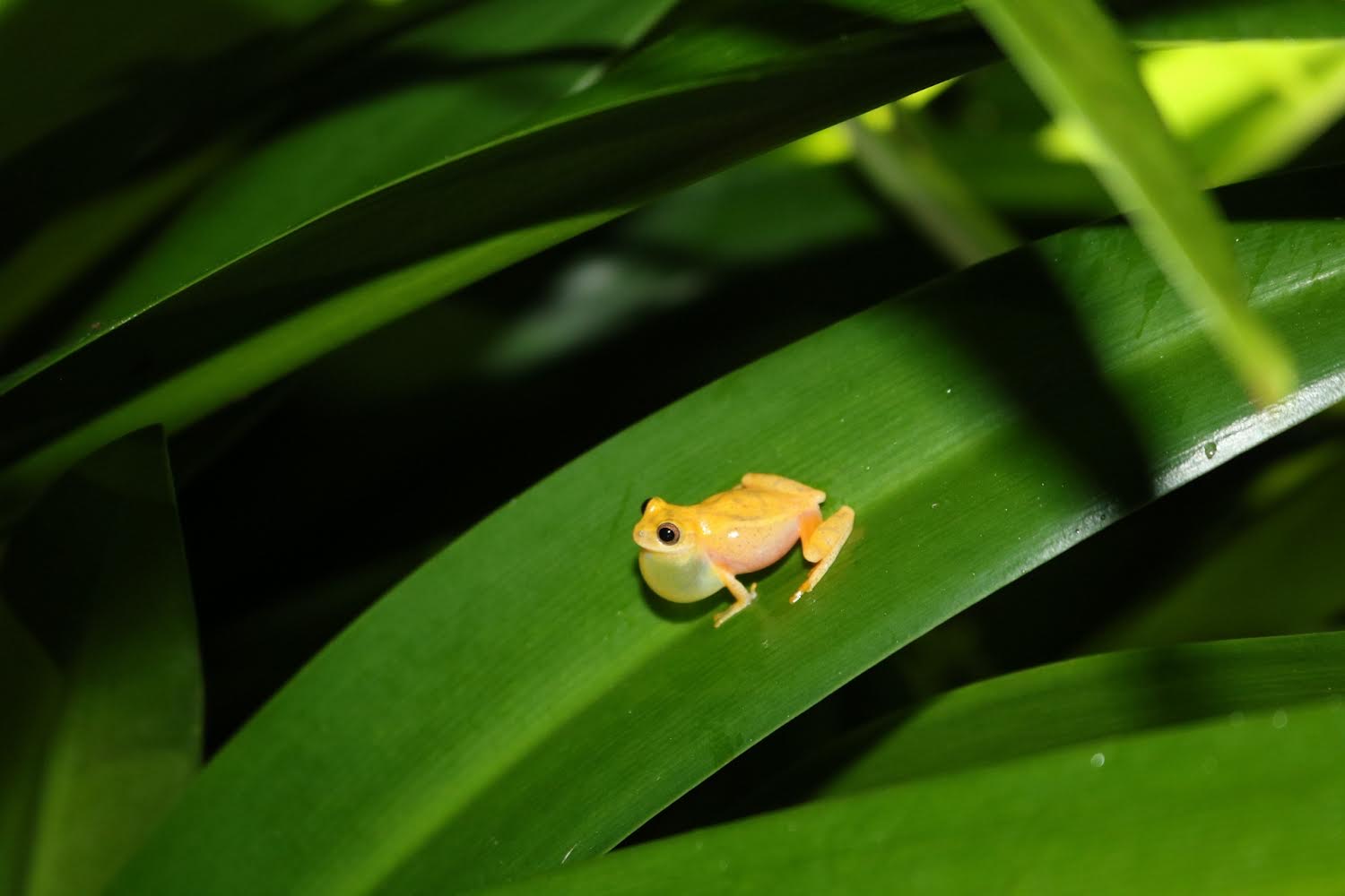 Yellow tree frog on a green leaf