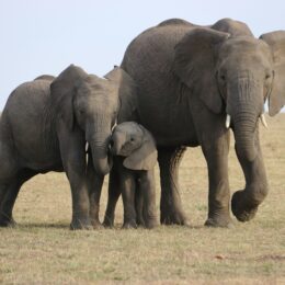 Elephant family