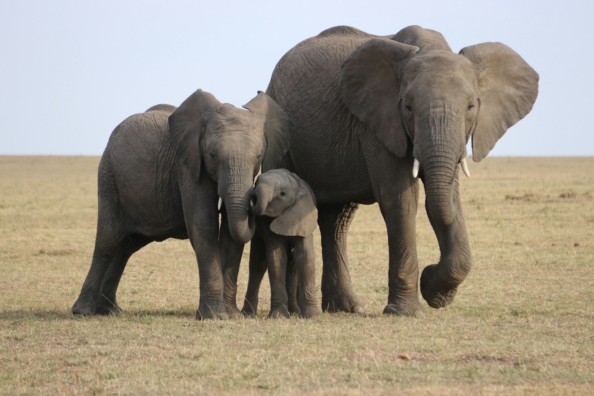 Elephant family