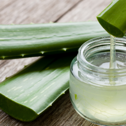 Aloe vera plant and