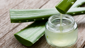 Aloe vera plant and