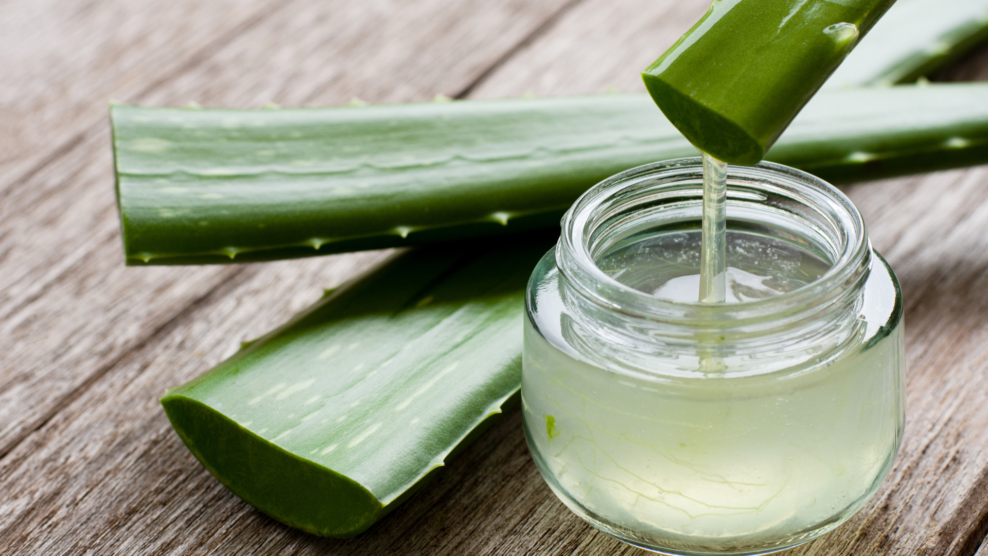 Aloe vera plant and