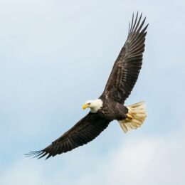 Bald eagle