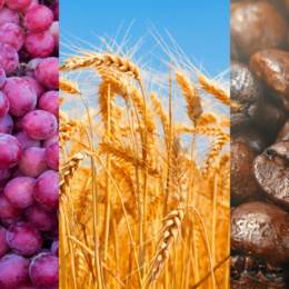 Triptych of grapes, wheat, coffee beans