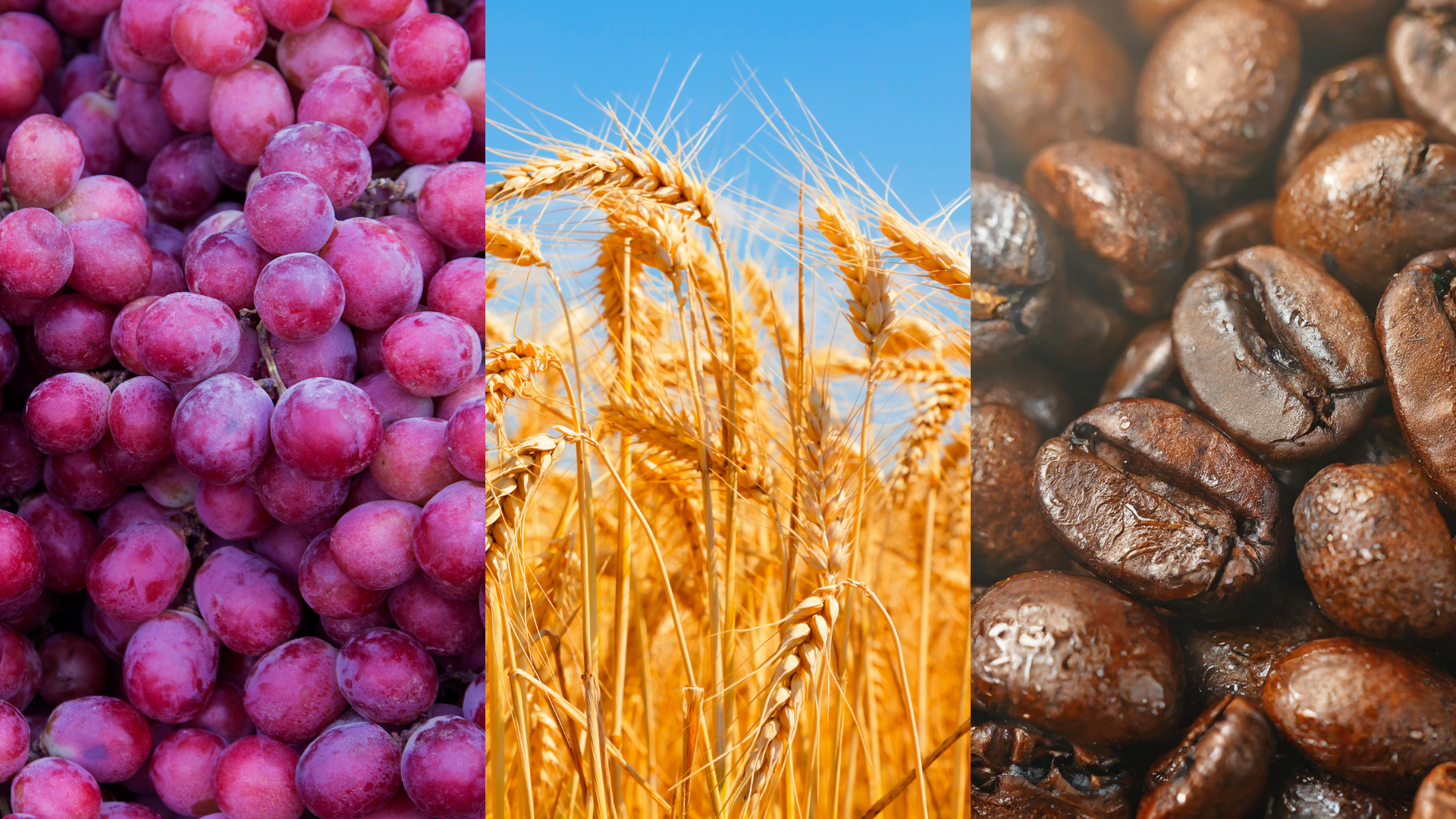Triptych of grapes, wheat, coffee beans