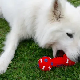 Dog chewing a plastic toy is vulnerable to health issues caused by plastic