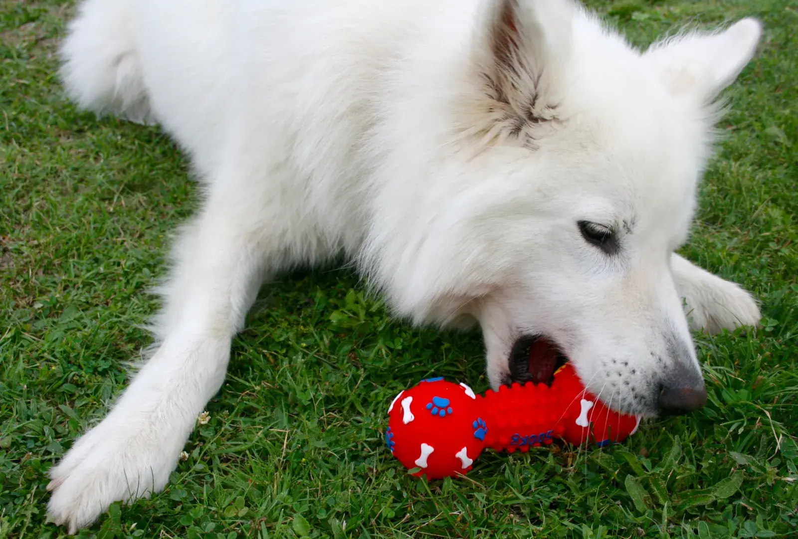 Dog chewing a plastic toy is vulnerable to health issues caused by plastic