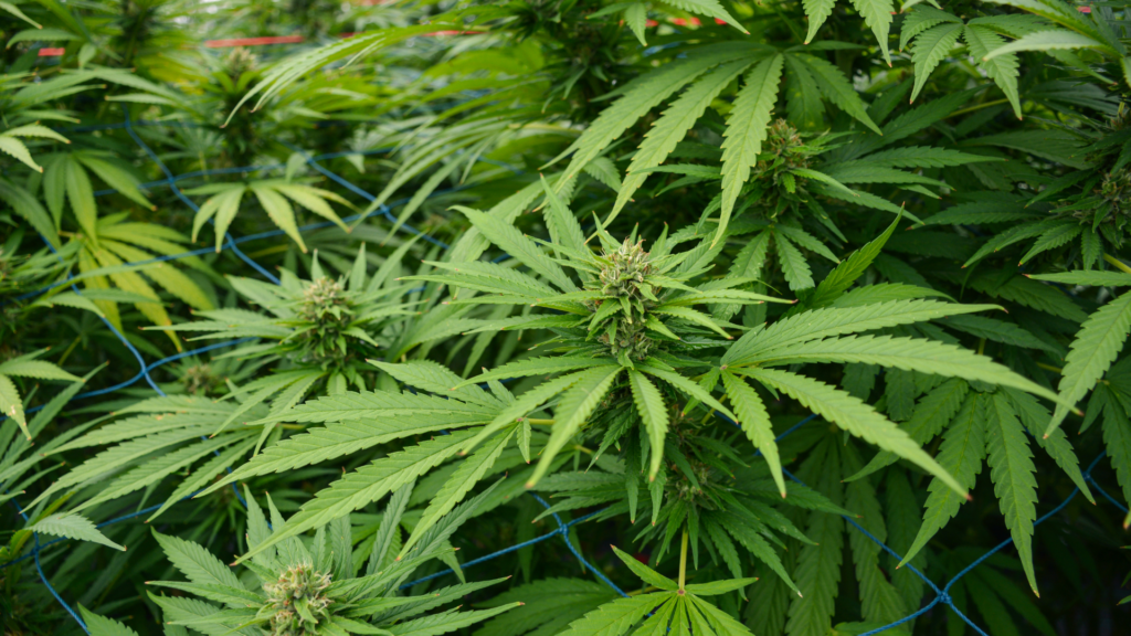Hemp plants
