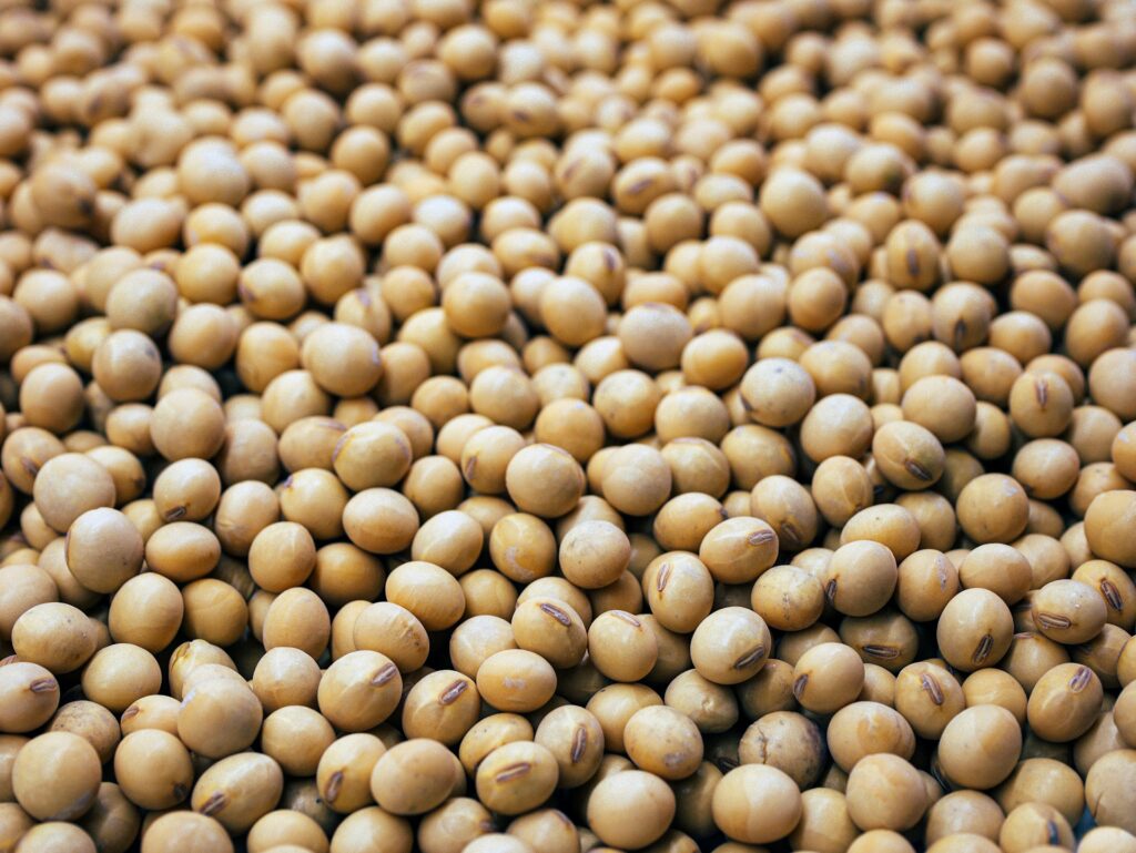 Soy beans