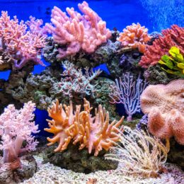 Live corals