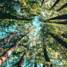 Trees