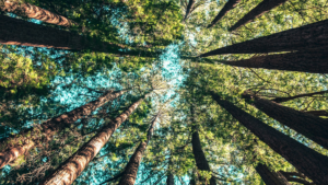 Trees
