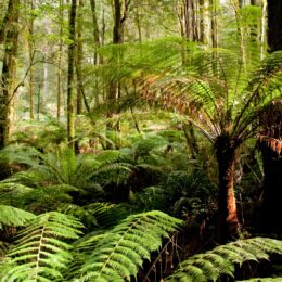 Ferns and small trees in a forest