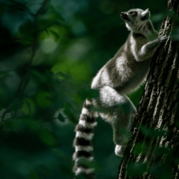 Lemur