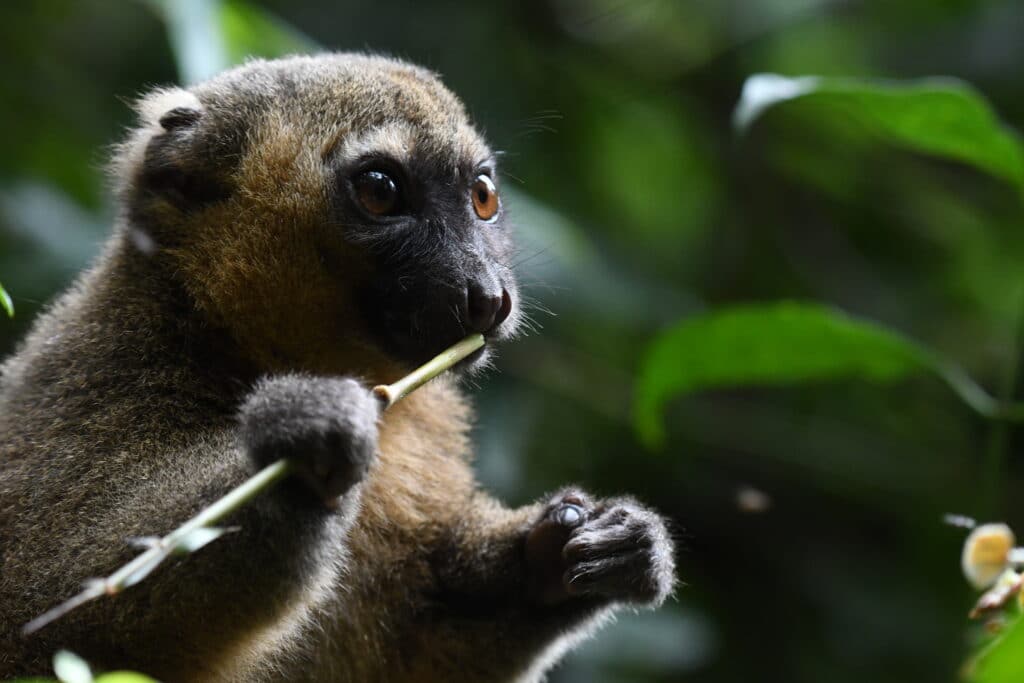 Greater bamboo lemur
