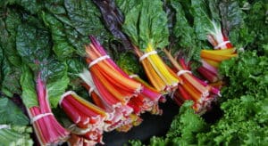 Swiss Chard Rainbow