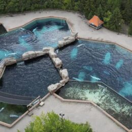Beluga Whale conditions at Marineland of Canada