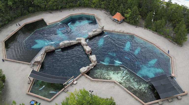Beluga Whale conditions at Marineland of Canada