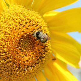 Closeup of a bee on a yellow flower