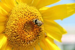 Closeup of a bee on a yellow flower