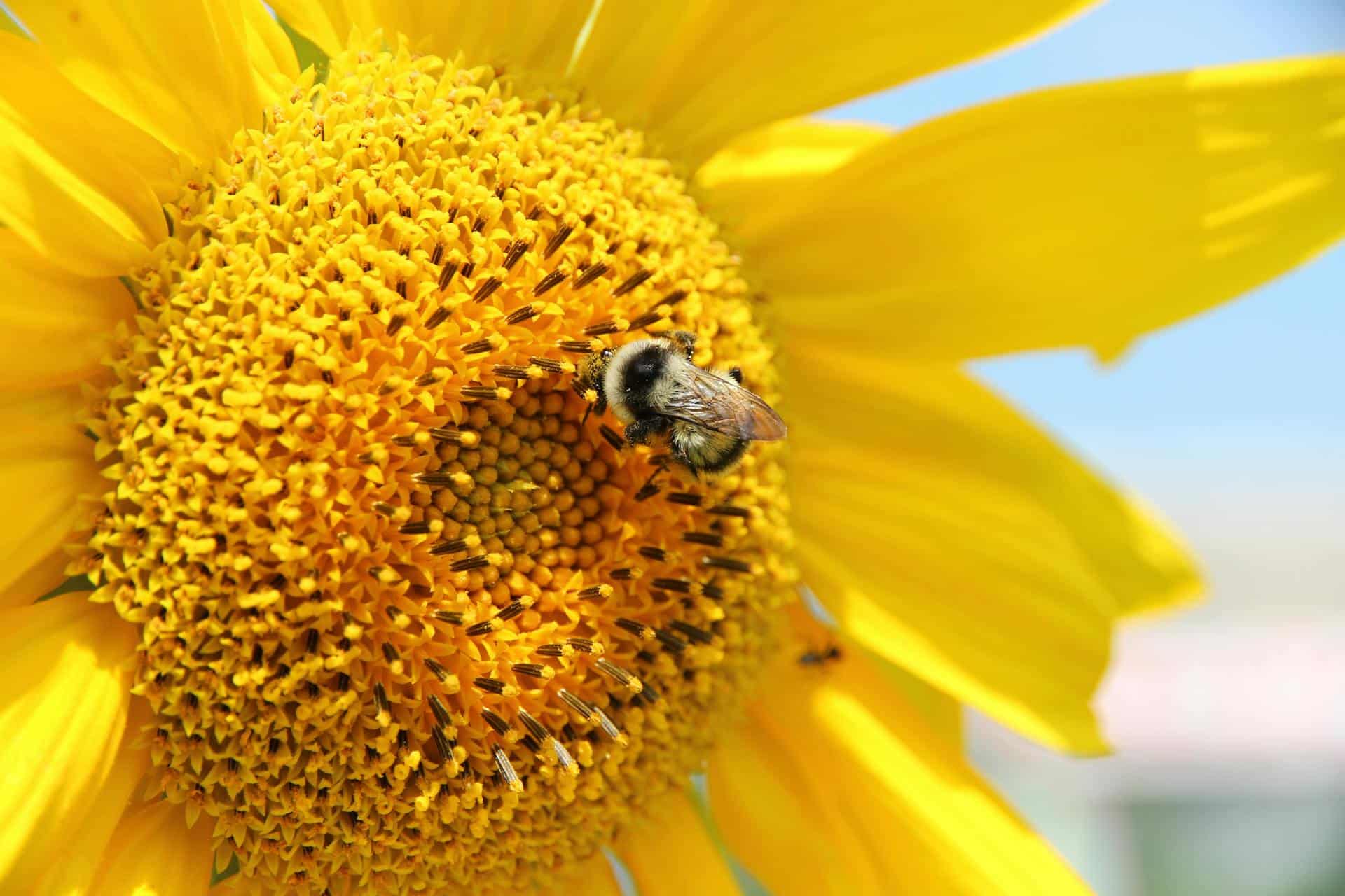 Closeup of a bee on a yellow flower