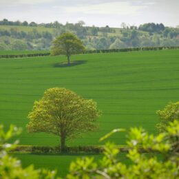 Tree in a green field