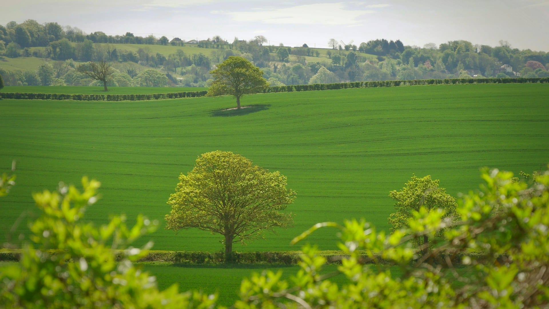 Tree in a green field