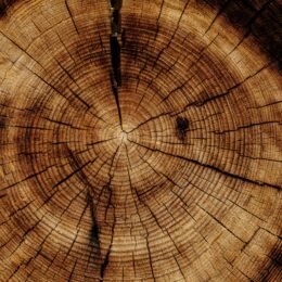 Tree rings