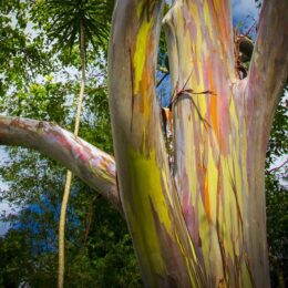 Rainbow eucalyptus