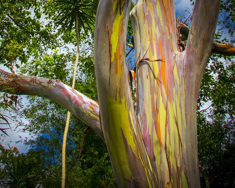 Rainbow eucalyptus