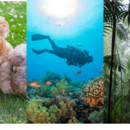 Triptych: Chicken, scubad diver, rainforest