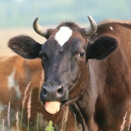 Cow sticking its tongue out