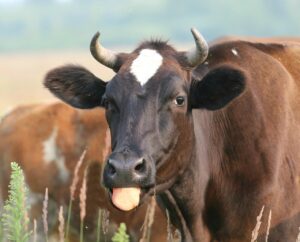 Cow sticking its tongue out