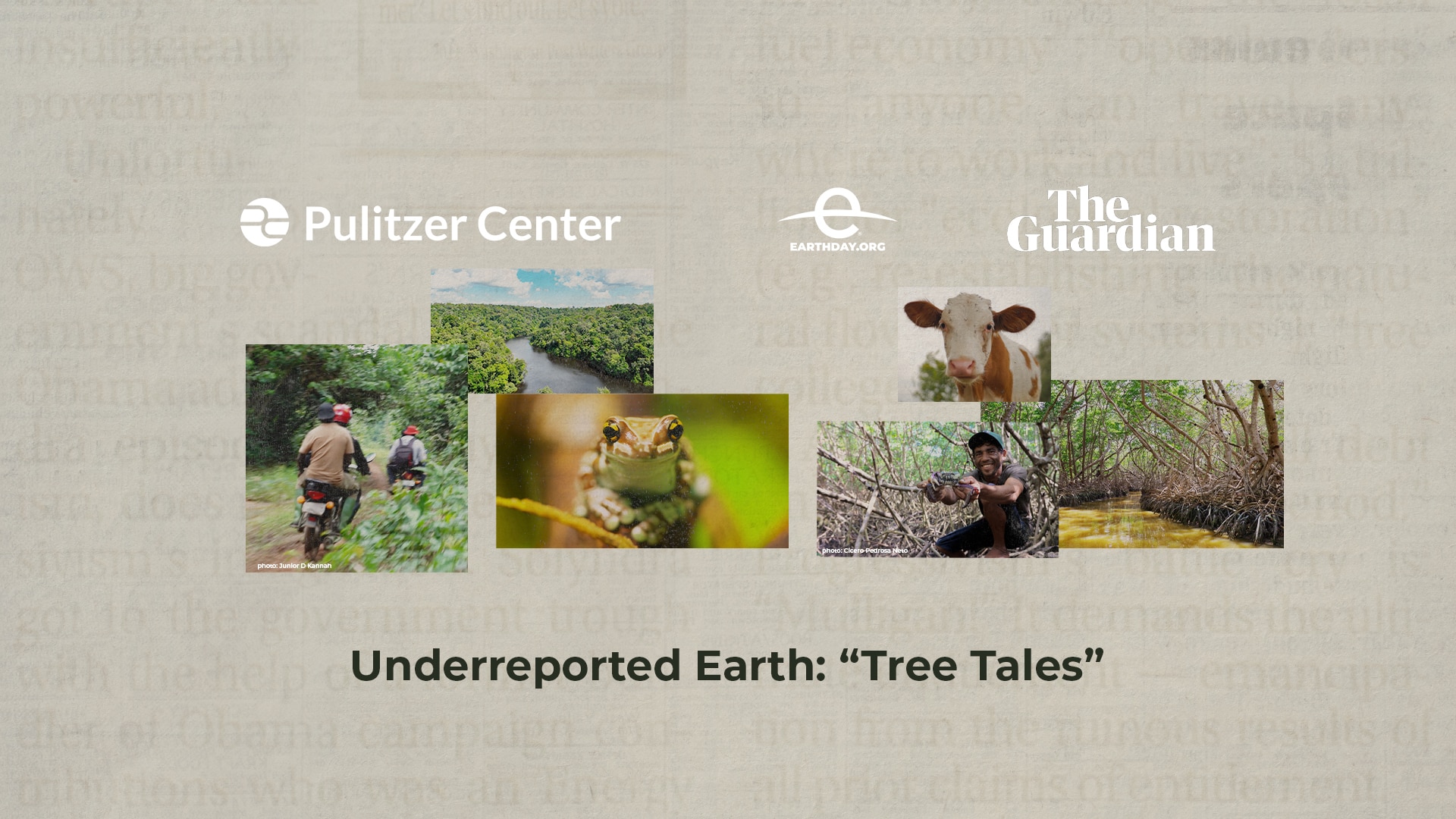 Underreported Earth: Tree Tales