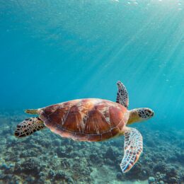 Sea Turtle
