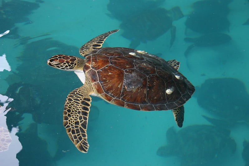 Green sea turtle
