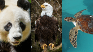 Triptych: Giant panda, bald eagle, seat turtle